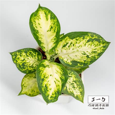 美國萬年青|花葉萬年青 Dieffenbachia seguine｜家居植